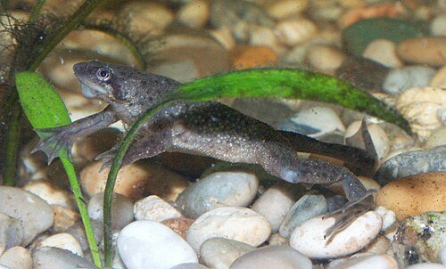 African dwarf frog