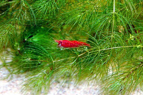 Cherry shrimp