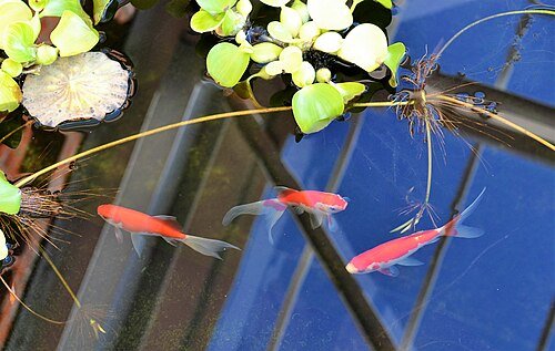 Comet goldfish