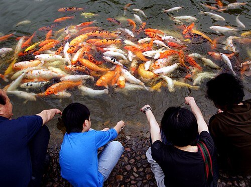 Koi