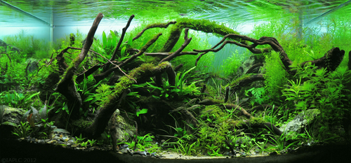Nature aquarium style