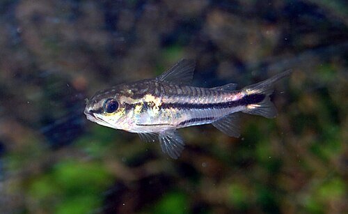 Pygmy cory