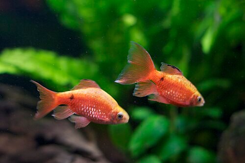 Rosy barb