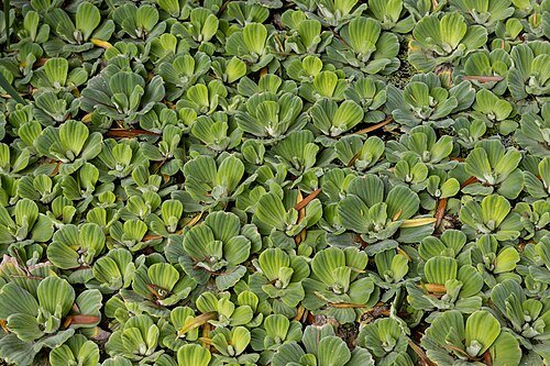 Water lettuce — invasive, contain