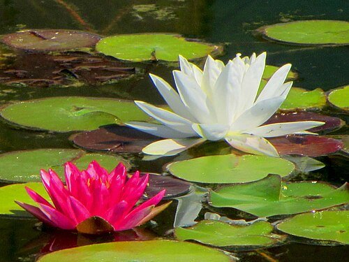 Water lily