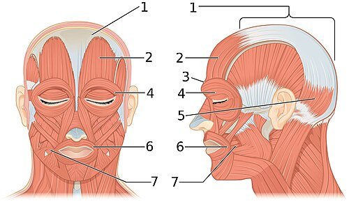 Facial muscles behind the AUs