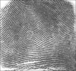 Arch, loop, whorl