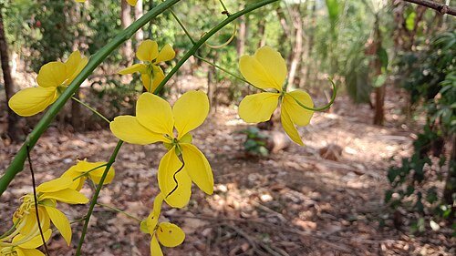 Amaltas in bloom