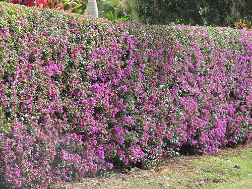 Bougainvillea hedge