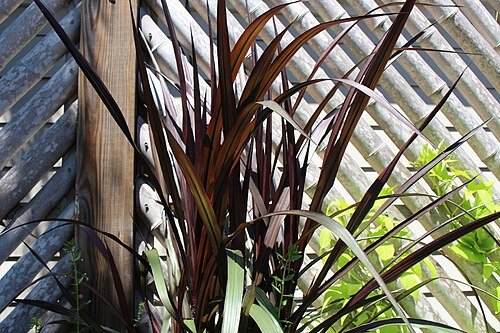 Purple napier grass