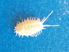 Mealybug — white cotton