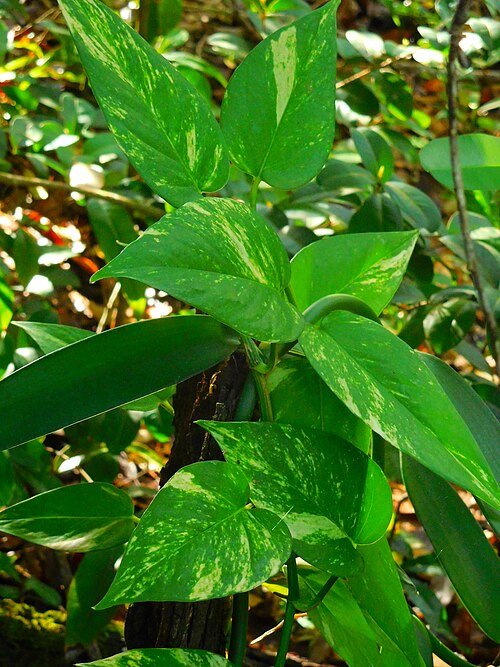 Pothos — money plant