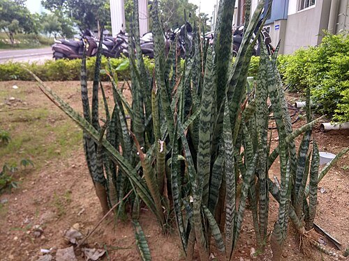 Snake plant